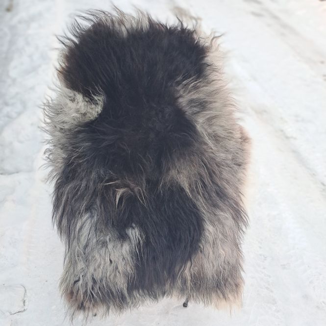 Hovedbilde Lammeskinn av Gammelnorsk spælsau svartrygg